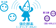 強化酵素が悪玉菌を弱らせます